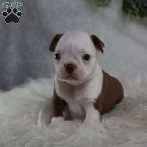 Bugg, Boston Terrier Puppy